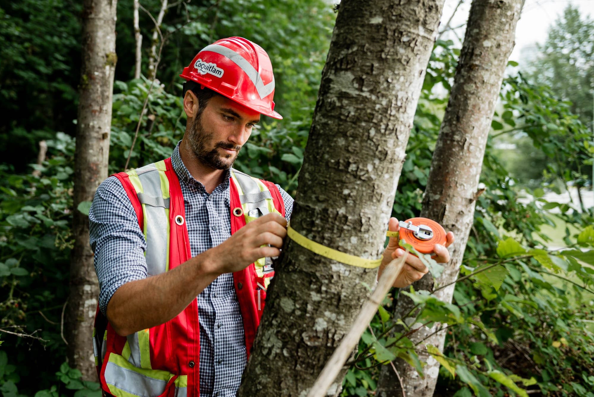 CoquitlamCityHR-4 Surveyor measuring tree in forest