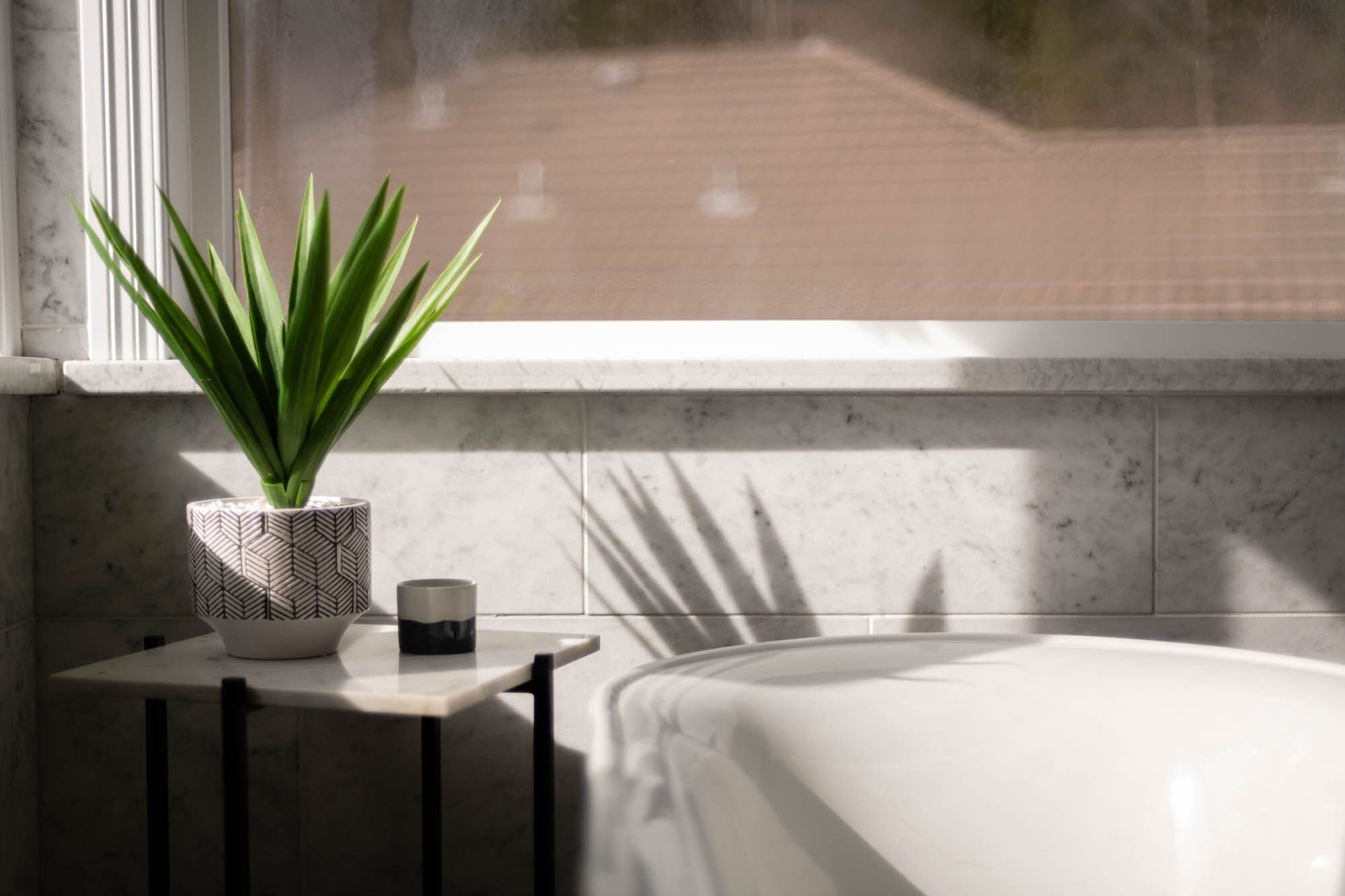 Indoor plant on table by sunny window.