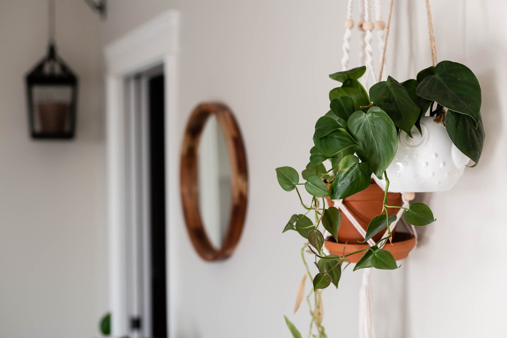 Hanging indoor potted plants in a modern room.